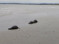Phoca vitulina