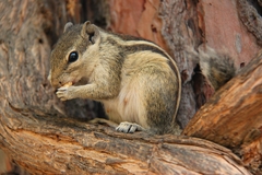 Funambulus pennantii