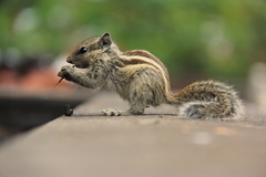 Funambulus pennantii