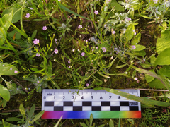 Psammophiliella muralis