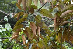 Vismia latifolia