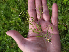 Psammophiliella muralis