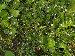 Psammophiliella muralis