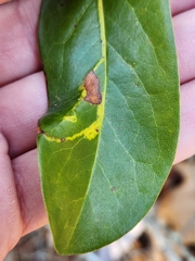 Phyllocnistis magnoliella