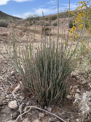 Astrolepis cochisensis