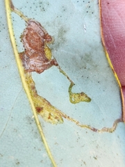 Phyllocnistis magnoliella