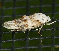 Mompha rufocristatella