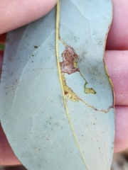 Phyllocnistis magnoliella