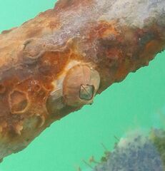 Amphibalanus amphitrite