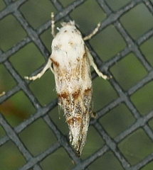 Mompha rufocristatella