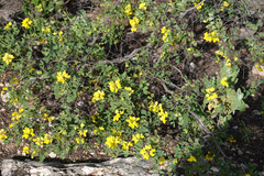 Coronilla valentina glauca