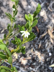 Scaevola myrtifolia