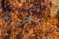 Amphipholis squamata