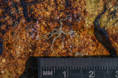 Amphipholis squamata