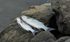 Crenimugil crenilabis