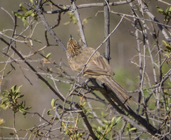 Leptasthenura aegithaloides