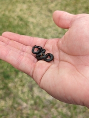 Diadophis punctatus punctatus