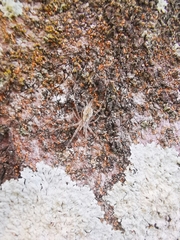 Tamopsis fickerti
