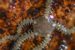 Amphipholis squamata