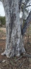Eucalyptus thozetiana