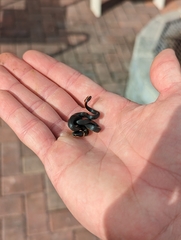 Diadophis punctatus punctatus