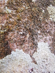 Tamopsis fickerti