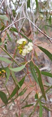 Eucalyptus thozetiana