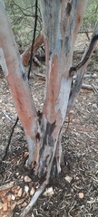 Eucalyptus thozetiana