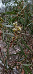 Eucalyptus thozetiana