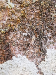 Tamopsis fickerti