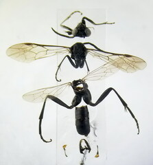 Macrophya annulata