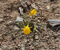 Narcissus bulbocodium