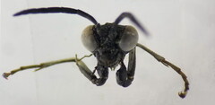 Macrophya annulata