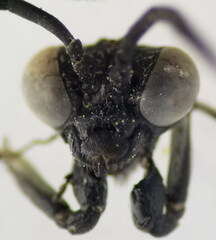 Macrophya annulata