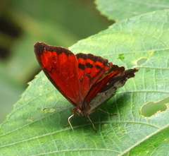 Lasiophila ciris