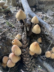 Coprinellus