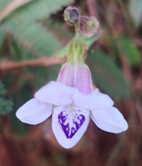 Asystasia gangetica