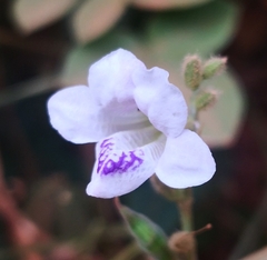 Asystasia gangetica