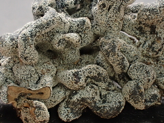 Polyschismium chailletii