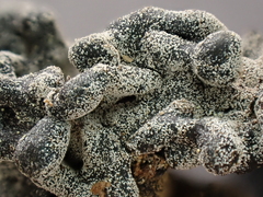 Polyschismium chailletii