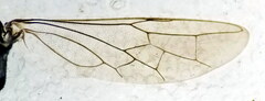 Macrophya annulata