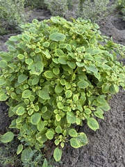 Physalis heterophylla