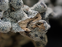 Polyschismium chailletii