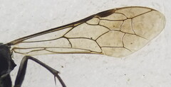 Macrophya annulata