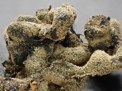 Polyschismium chailletii