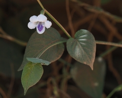 Asystasia gangetica