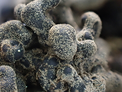 Polyschismium chailletii