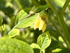 Physalis heterophylla