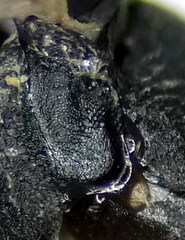 Macrophya annulata