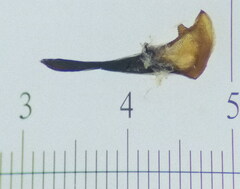 Macrophya annulata